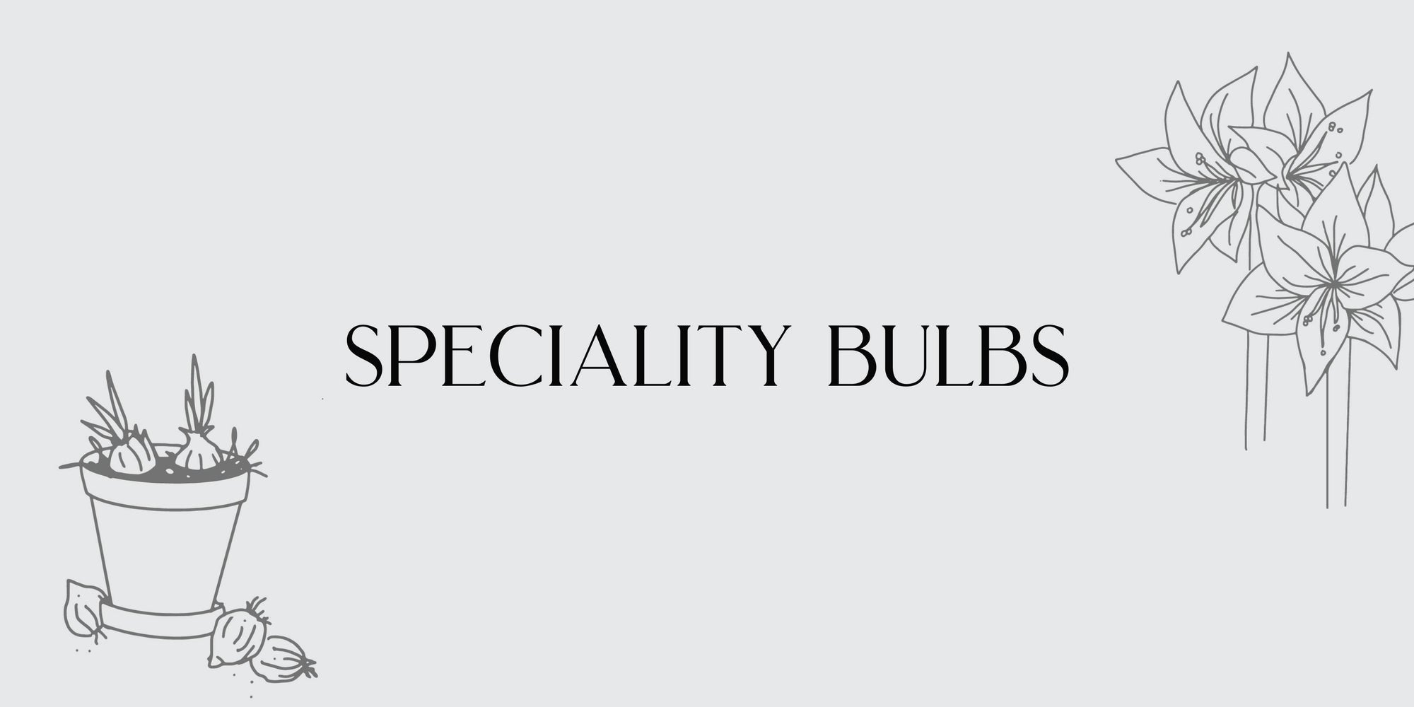 speciality bulbs for sale