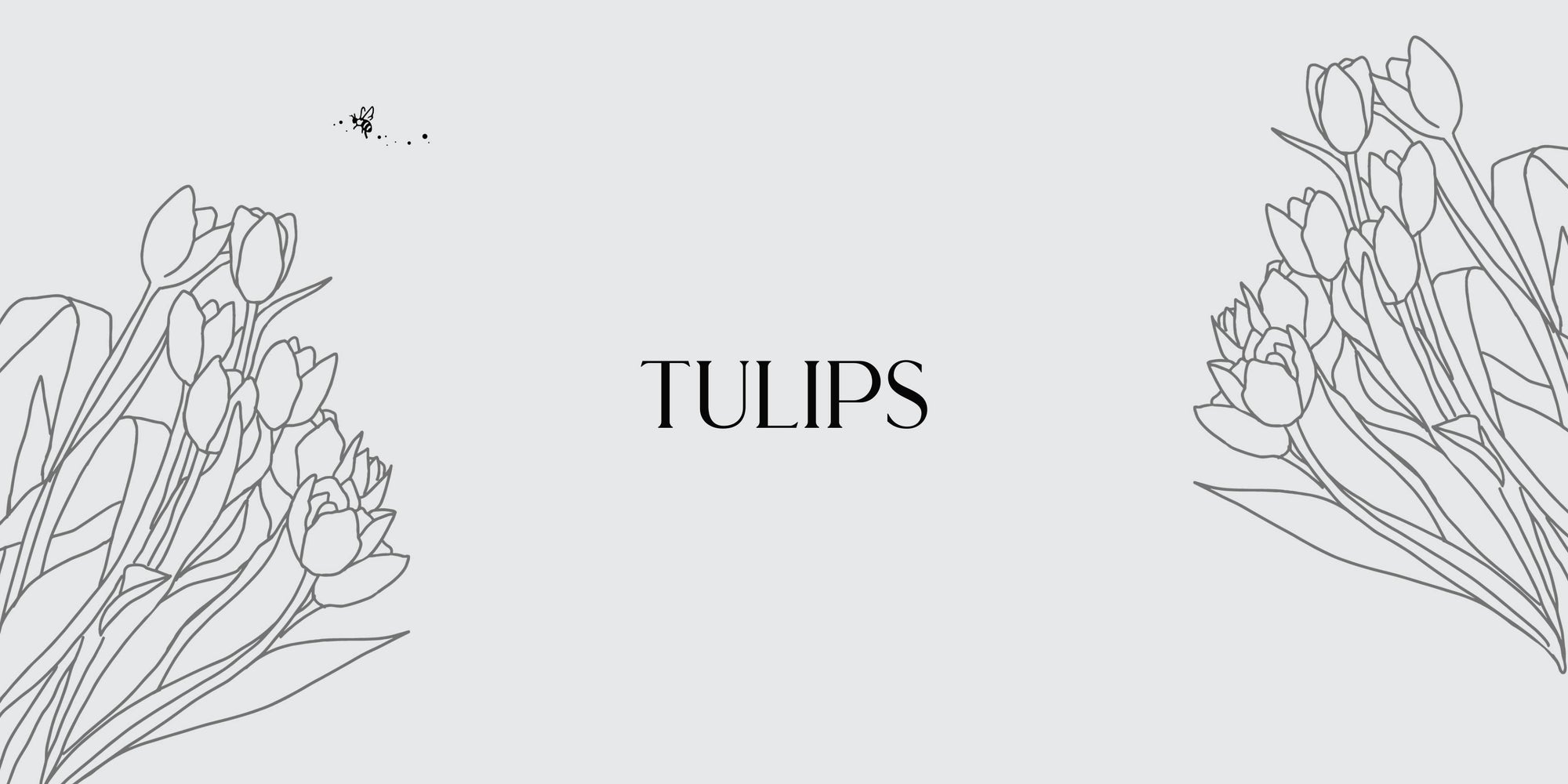 tulip bulbs for sale