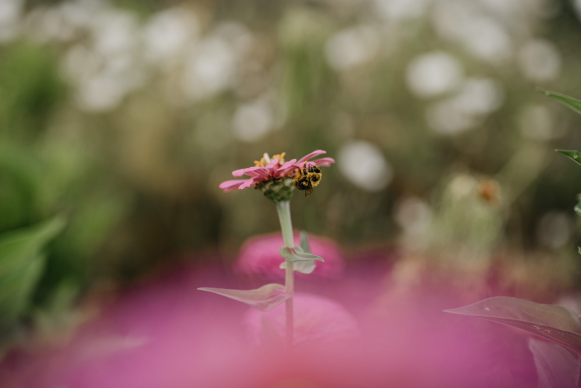 A pollen-covered bee on a pink zinnia.