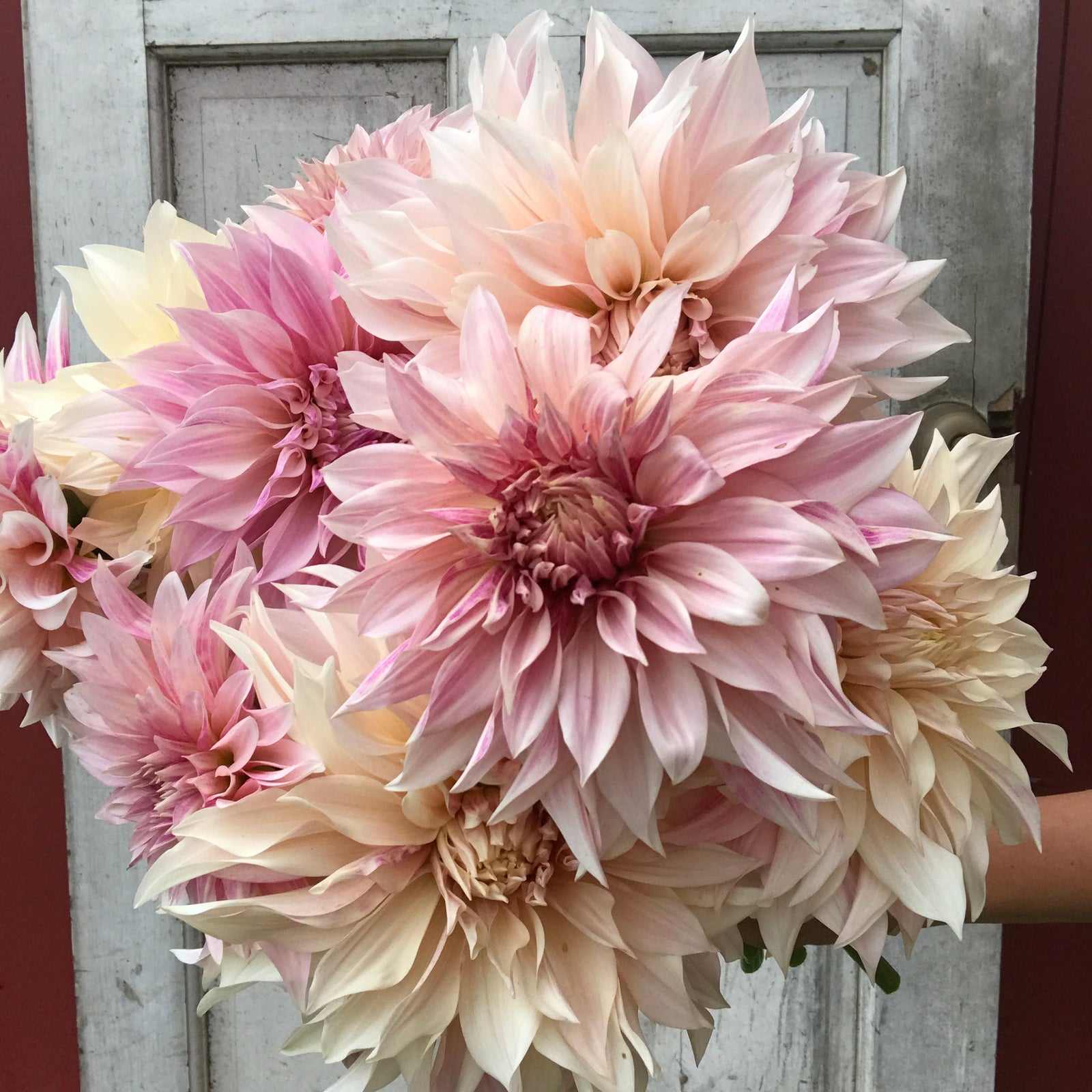 Dahlia 'Cafe Au Lait' Plant