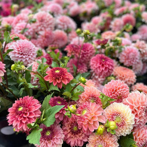 dahlia harvest