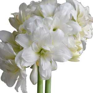 Large Amaryllis Flowering Centerpiece