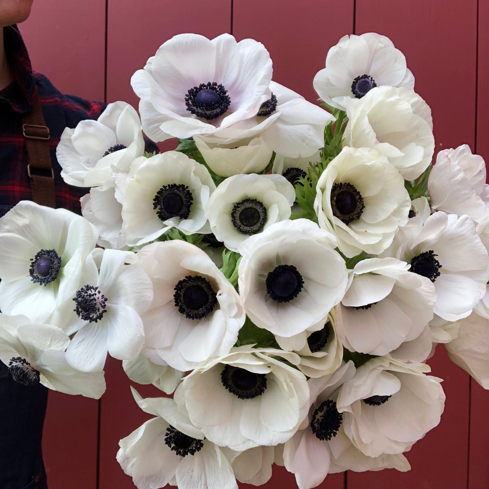 "Vibrant anemone blooms in a lush cut flower garden, showcasing the premium quality corms available for purchase."