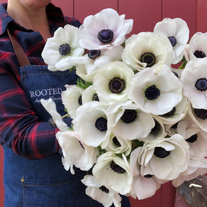 "Vibrant anemone blooms in a lush cut flower garden, showcasing the premium quality corms available for purchase."