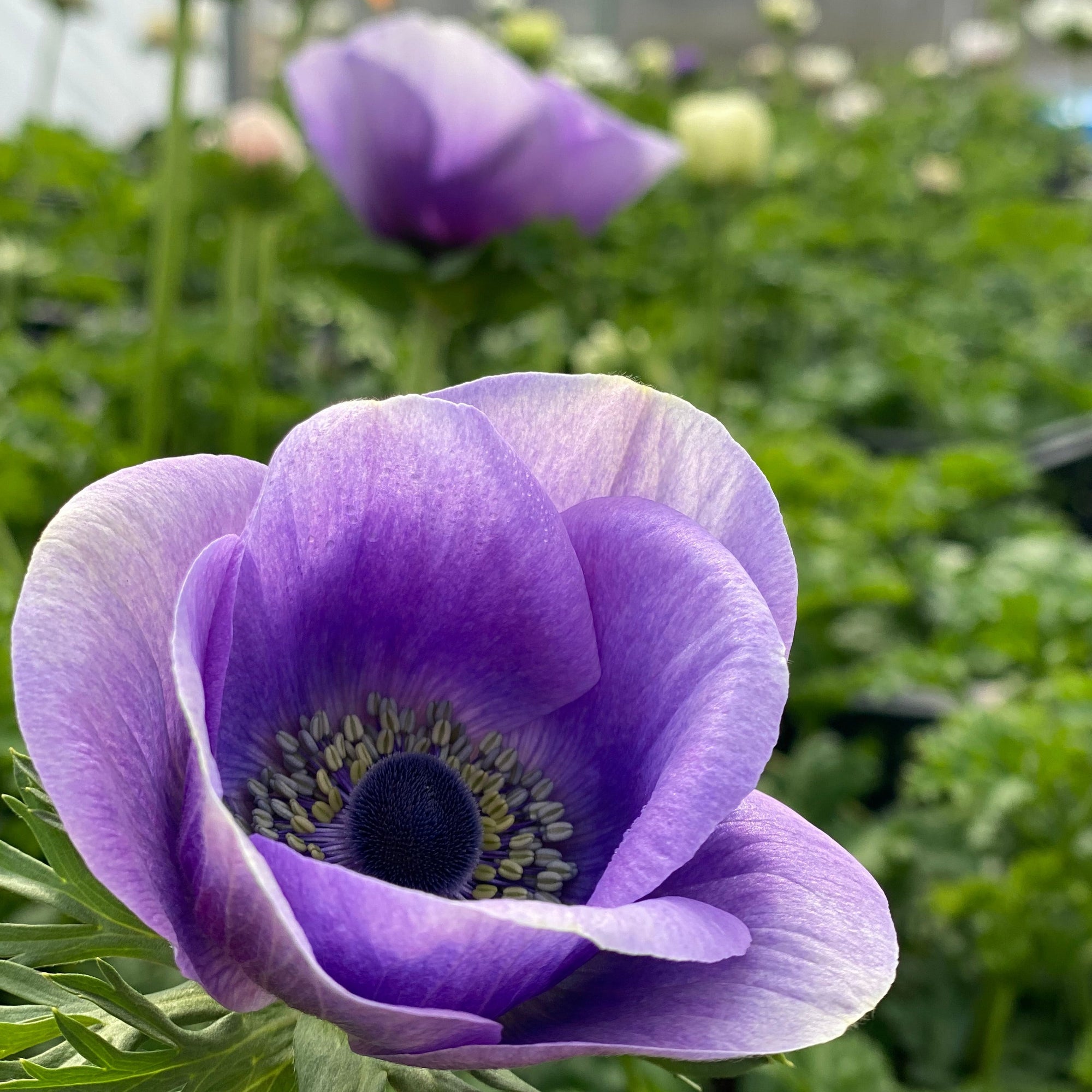 Vibrant anemone blooms in a lush cut flower garden, showcasing the premium quality corms available for purchase.