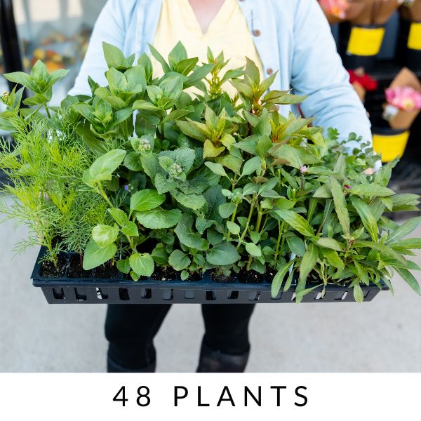 Annual Plant Collection