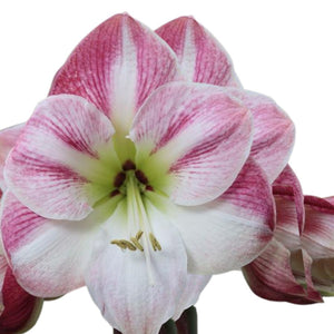 Large Amaryllis Flowering Centerpiece