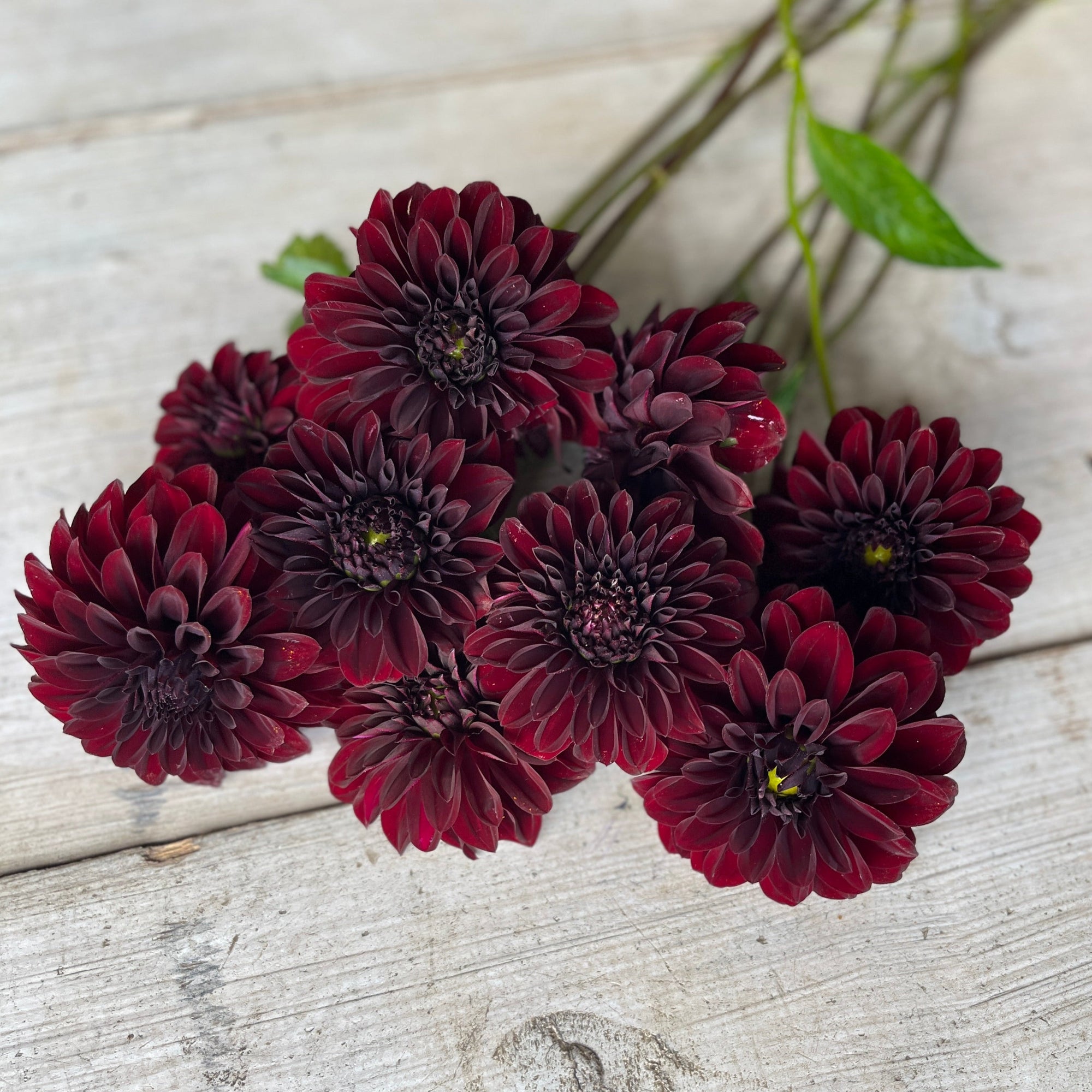 Luxurious dark maroon flowers.