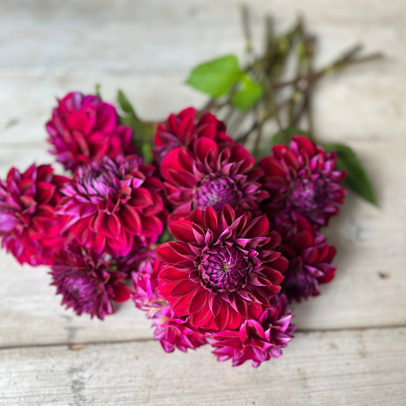 blooms in deep sangria shades, each petal crafted to perfection