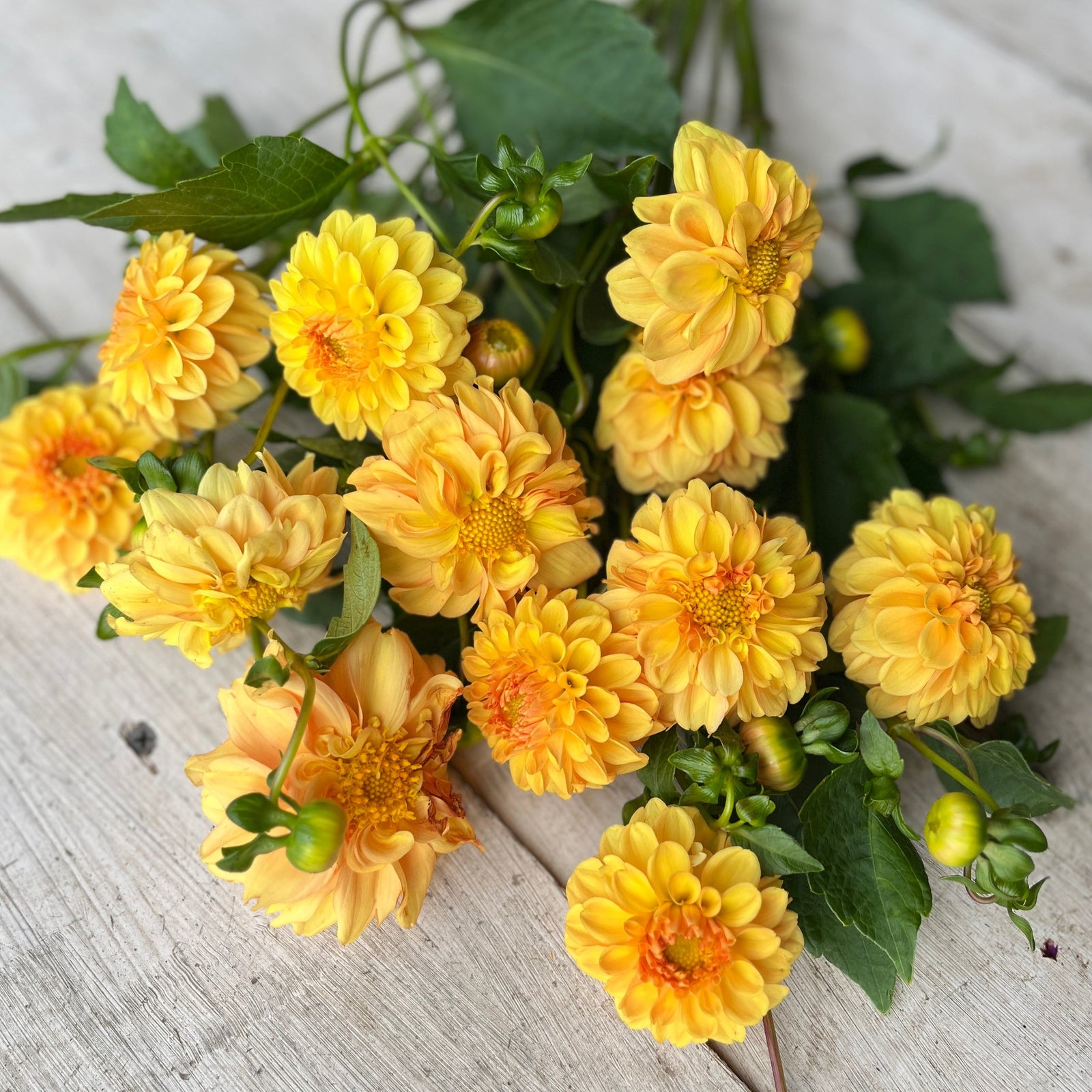 small blooms in a delightful tangerine shade