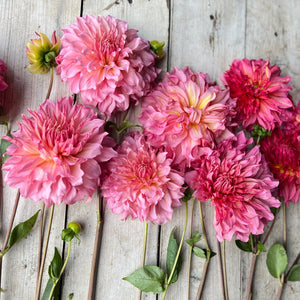 These magnificent flowers are plentiful producers and rise on sturdy, lofty stems, making them a perfect choice for creating stunning cut flower arrangements.
