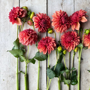 sought-after bronze dahlia, with its elegant dusty rose and bronze shades, is a hit among designers