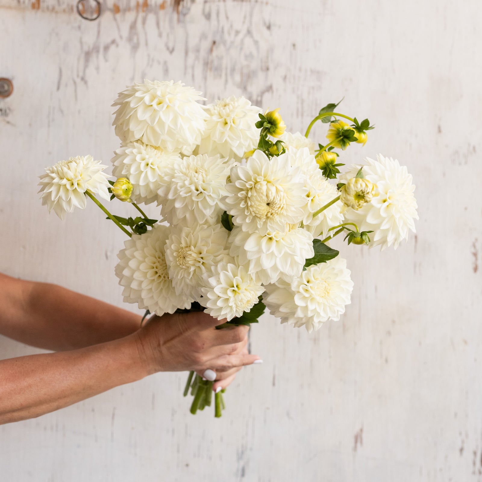 Dahlia 'Blizzard' Plant