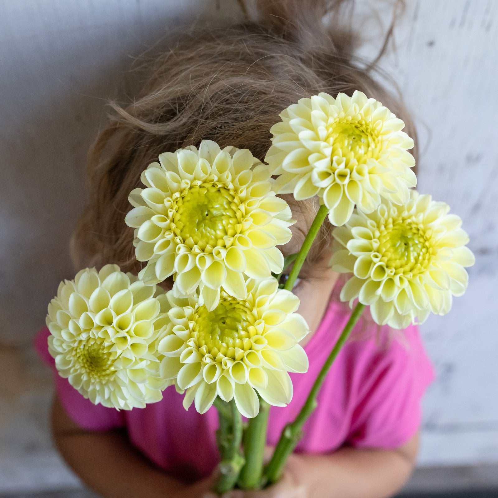 Dahlia 'Buttercream' Plant