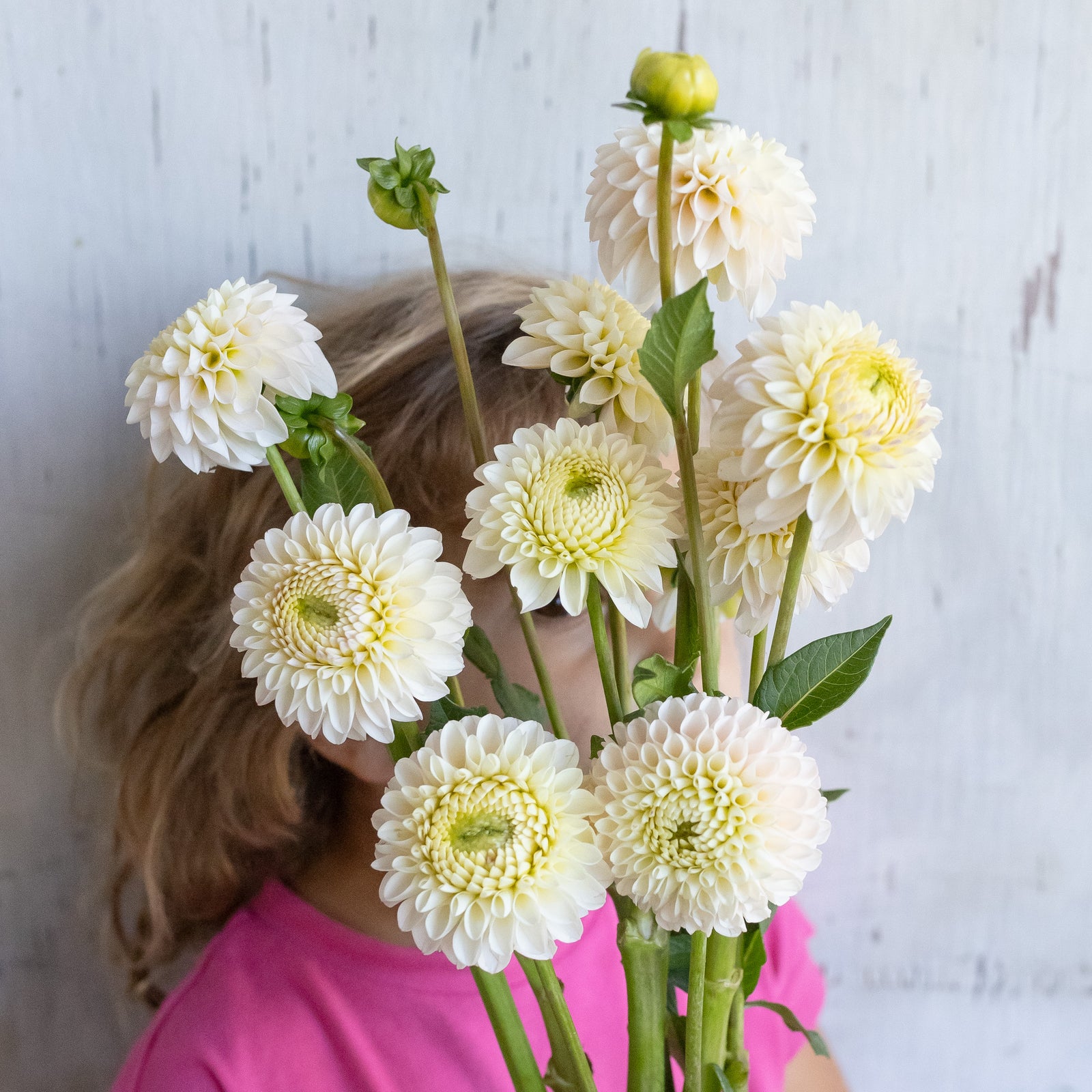Dahlia 'Camano Zoe' Plant
