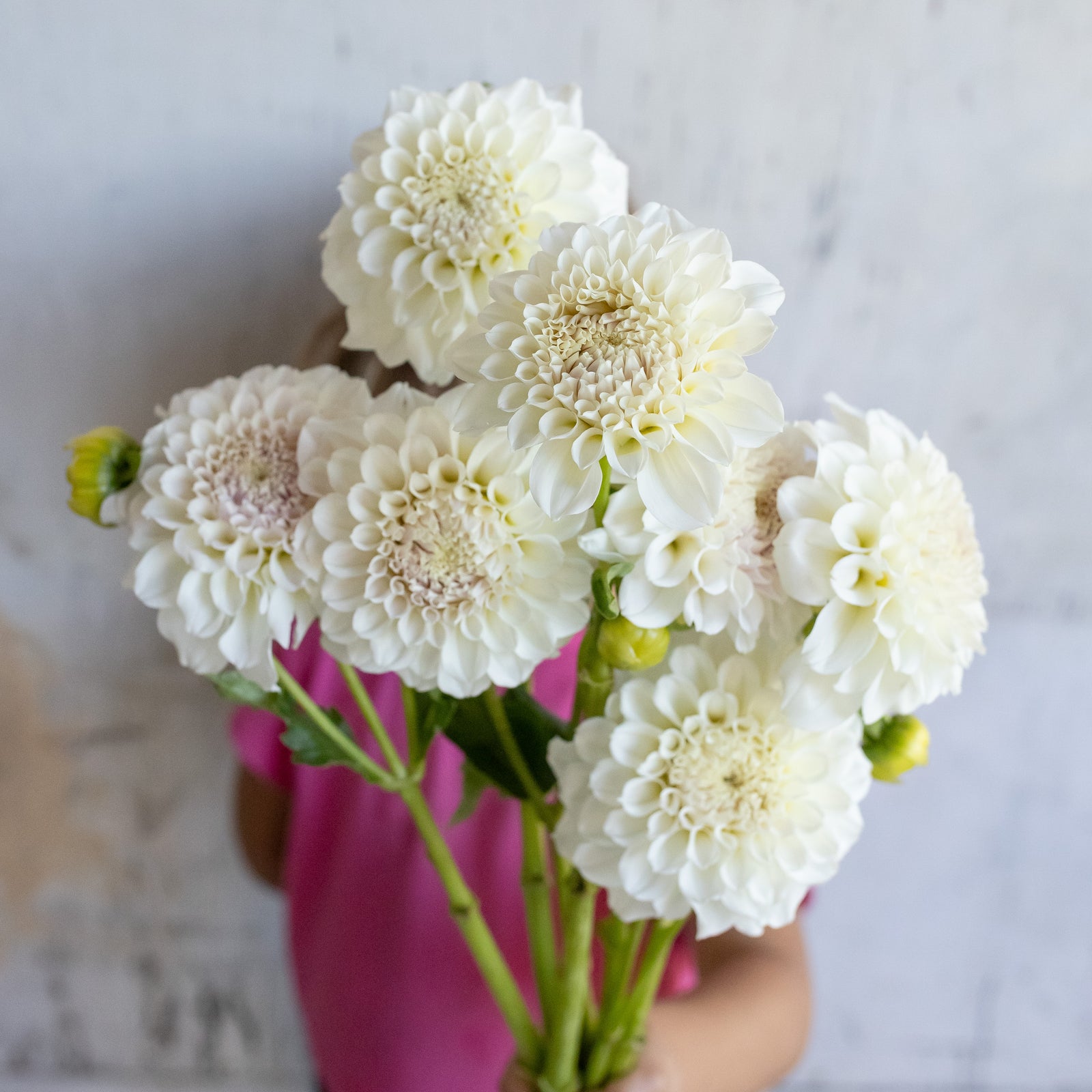 Dahlia 'Irish Ruffles' Tuber