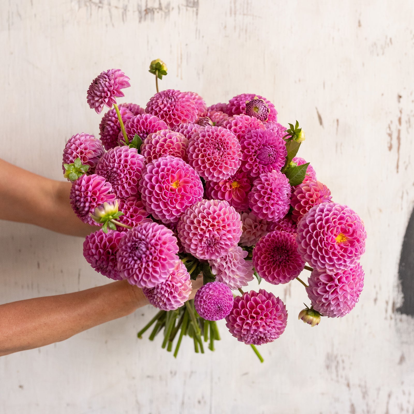 Dahlia 'Isabel' Plant