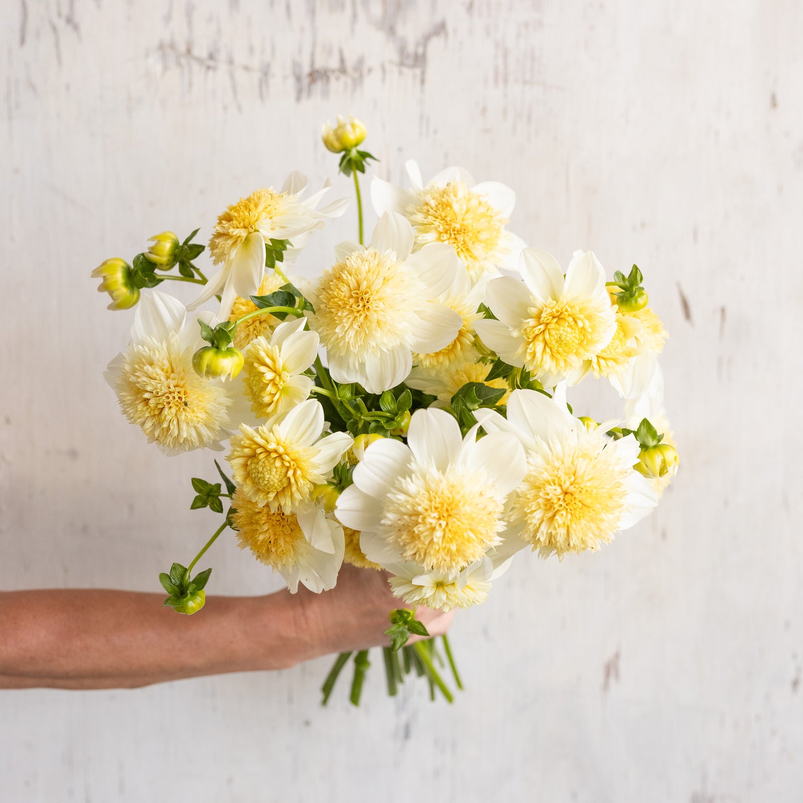 Dahlia 'Platinium Blonde' Plant