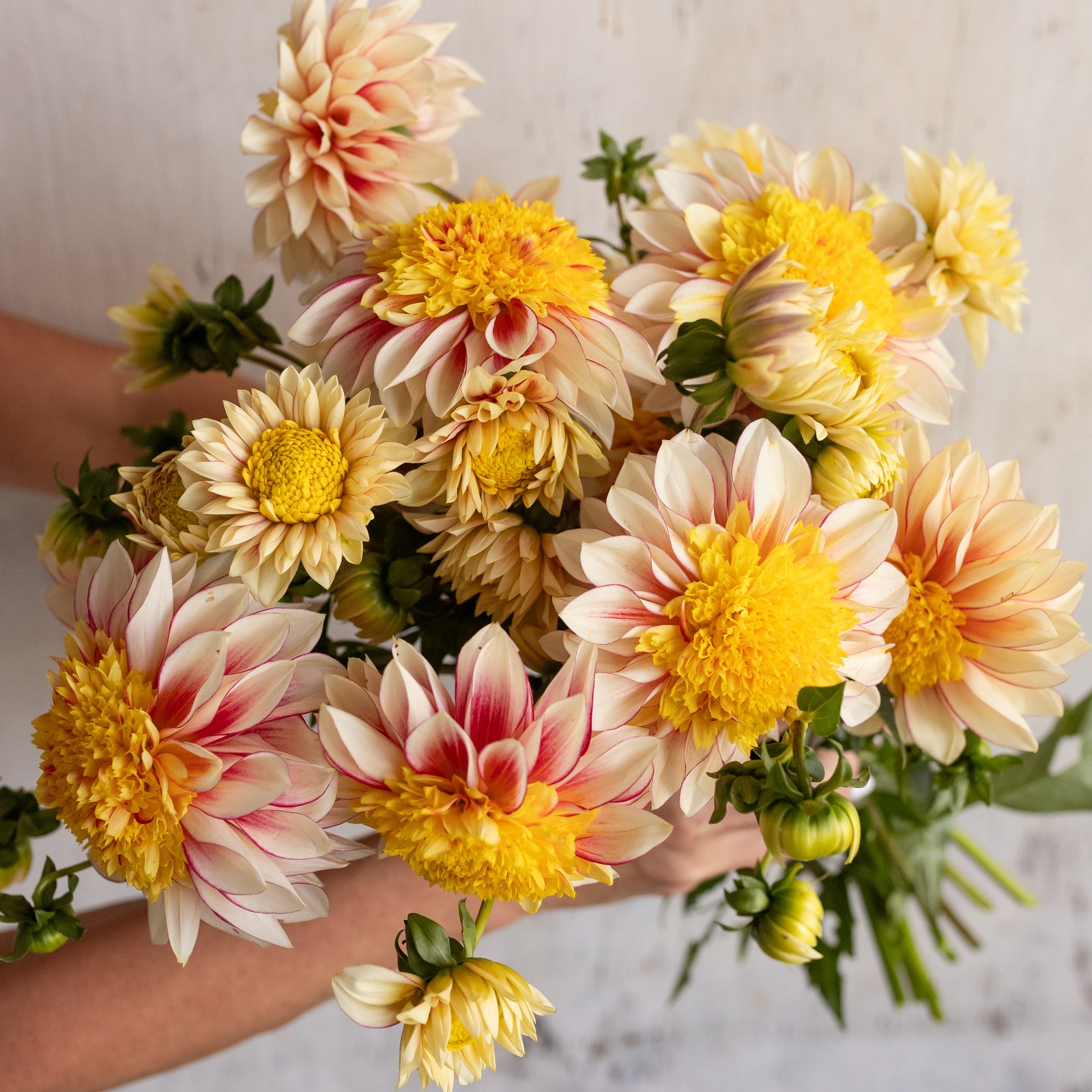Dahlia 'Polka Dot' Plant