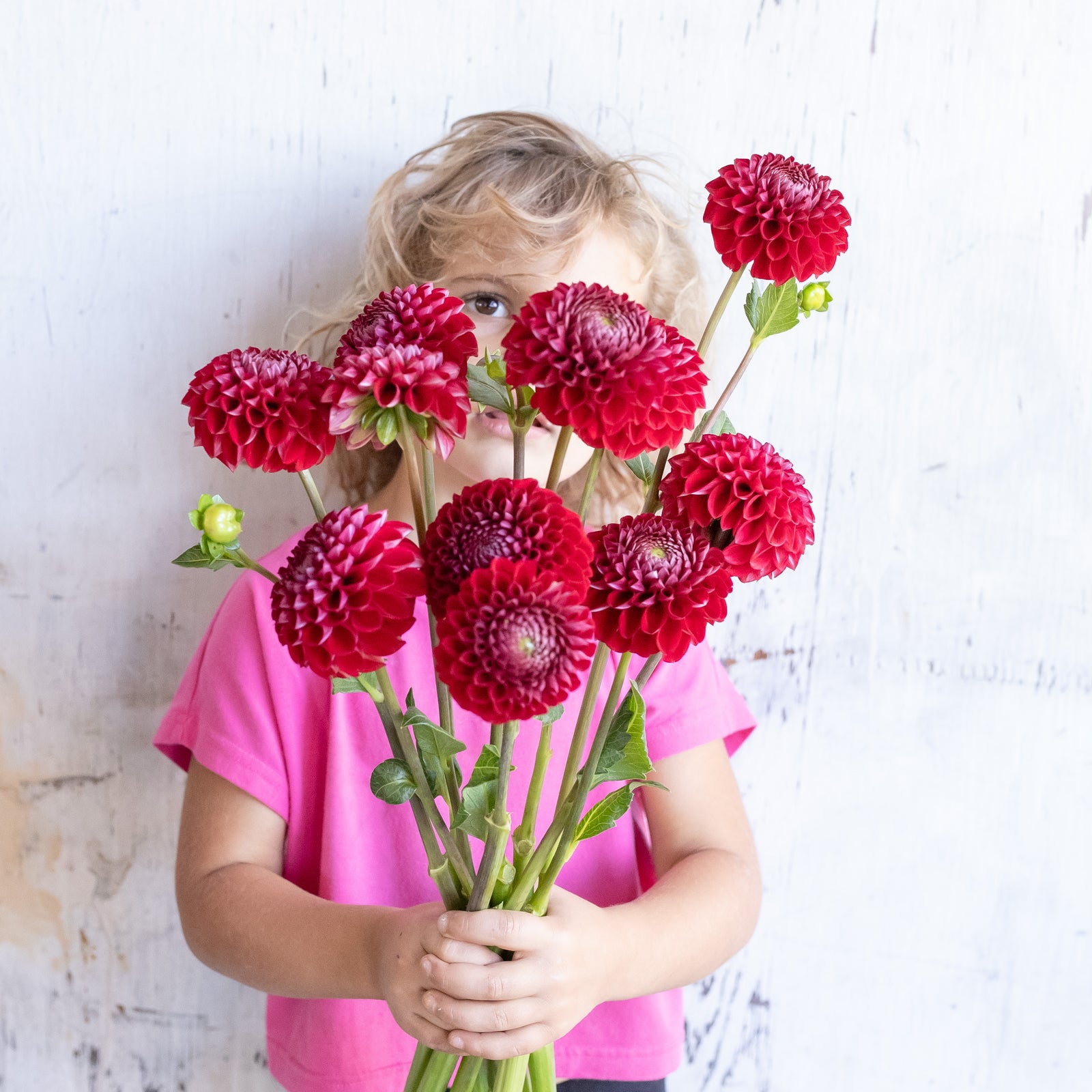 Dahlia 'Cornel' Plant
