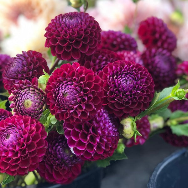 Dahlia 'Ivanetti' Plant