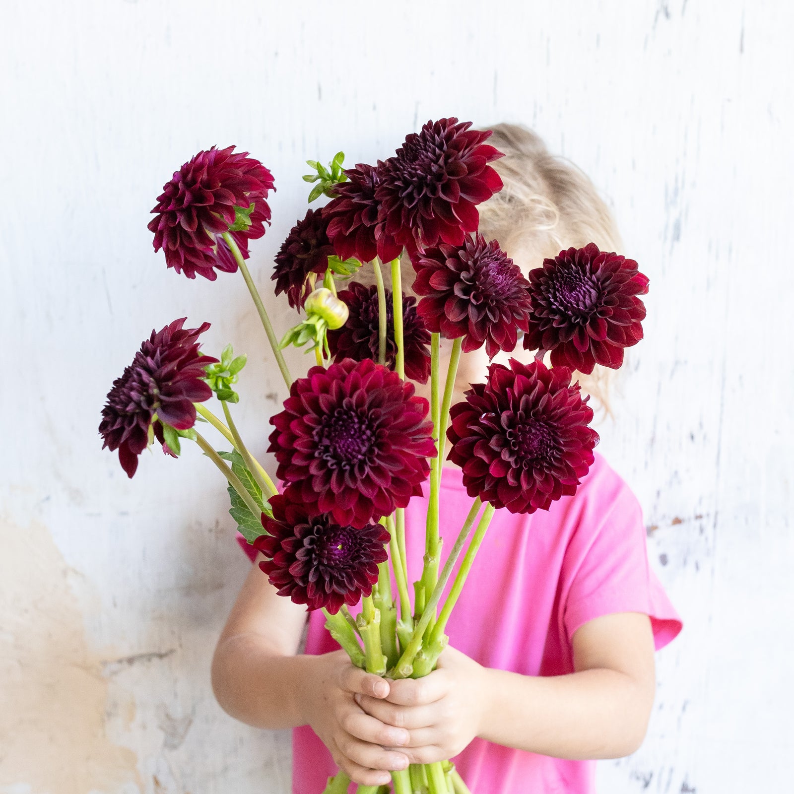 Dahlia 'Lynn Slight' Tuber