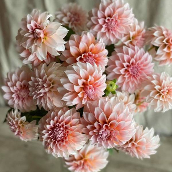 Dahlia 'Peaches N' Cream' Plant
