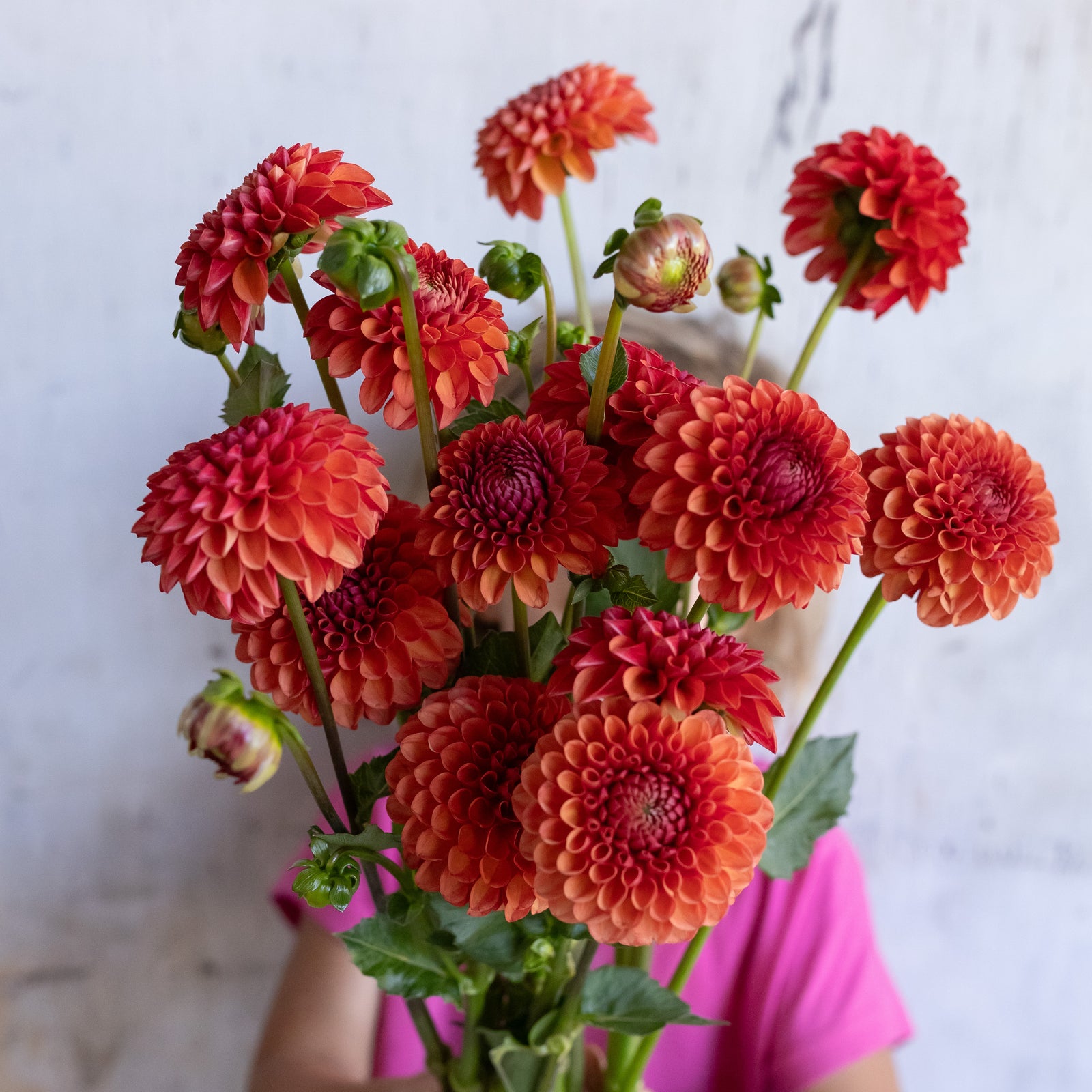 Dahlia 'Valley Rust Bucket' Plant