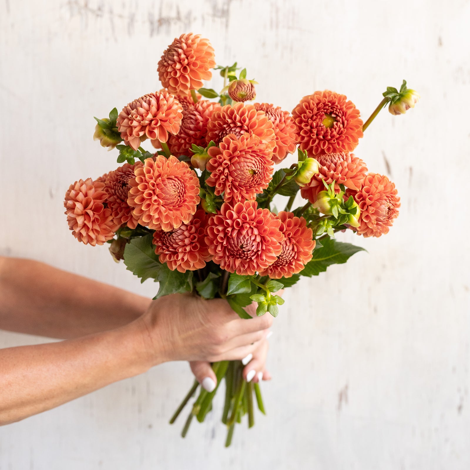 Dahlia 'Cornel Bronze' Tuber