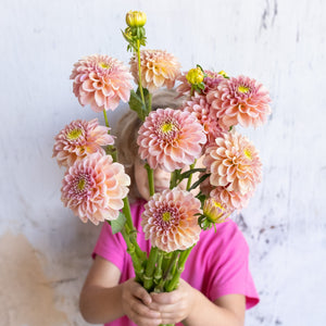 Dahlia 'Rock Run Ashley' Tuber