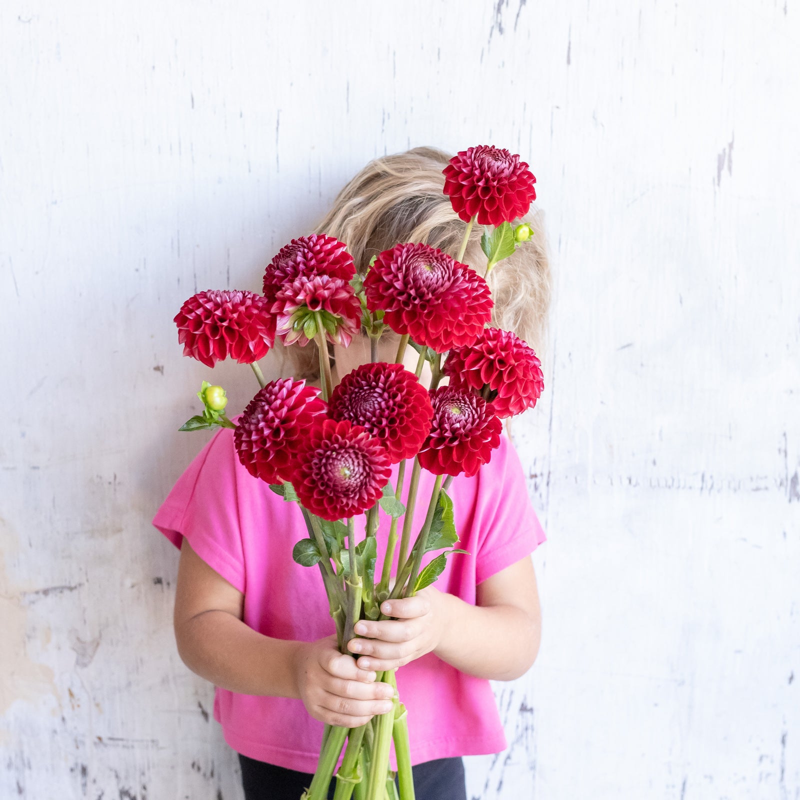 Dahlia 'Cornel' Tuber