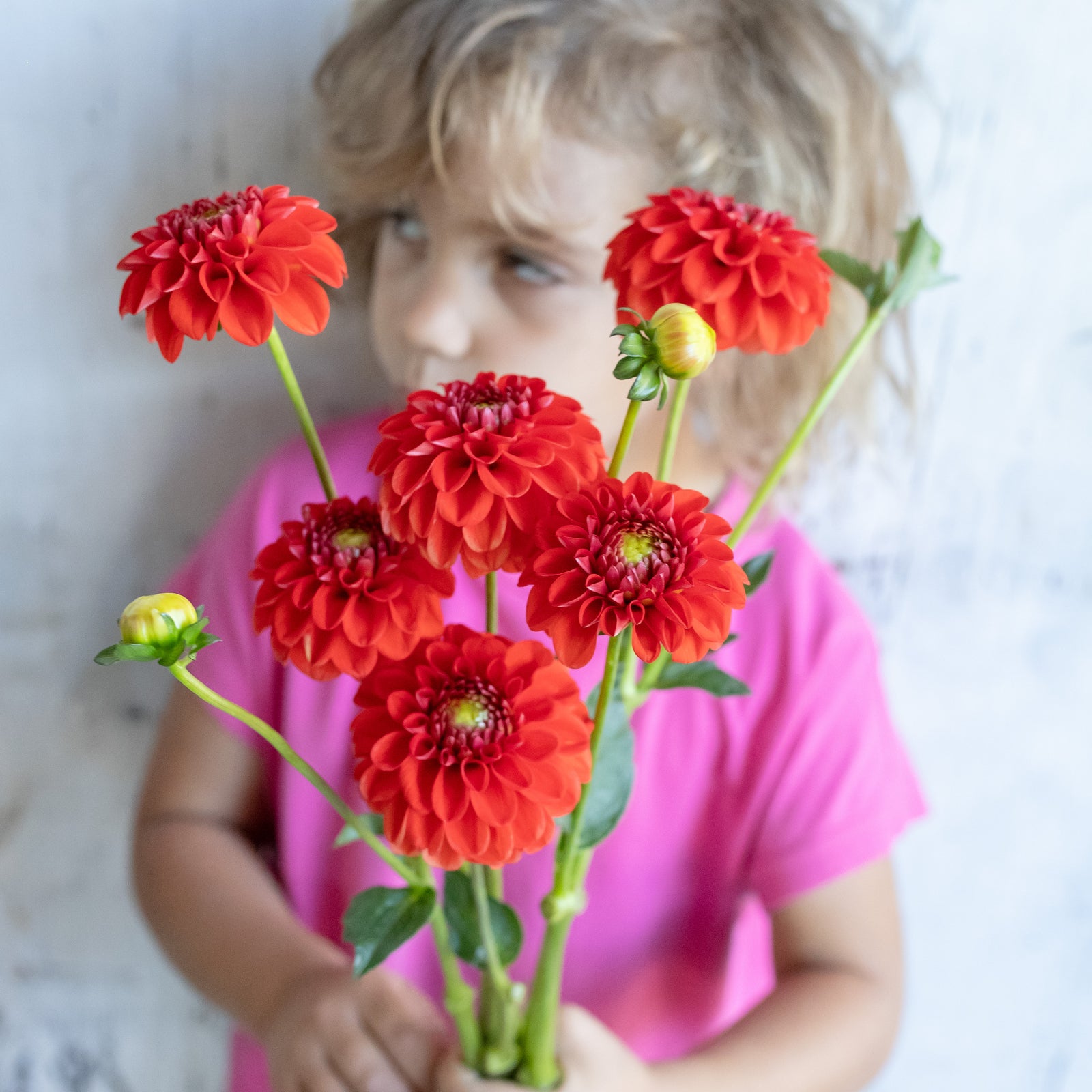 Dahlia 'Lollipop' Tuber