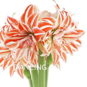 Medium Amaryllis Flowering Pot