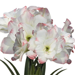 Large Amaryllis Flowering Centerpiece