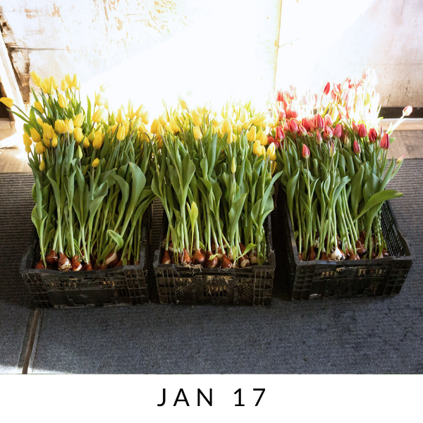 Growing Tulips in Winter: A Behind-the-Scenes Design Night