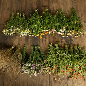 Dried Plant Collection