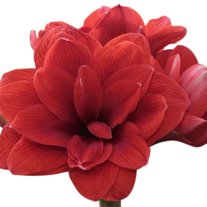 Large Amaryllis Flowering Centerpiece