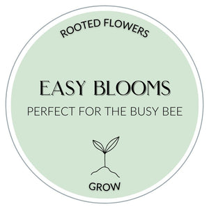 Easy Blooms for the Busy Bee: Build a Low-Maintenance Raised Bed for Stunning Cut Flowers