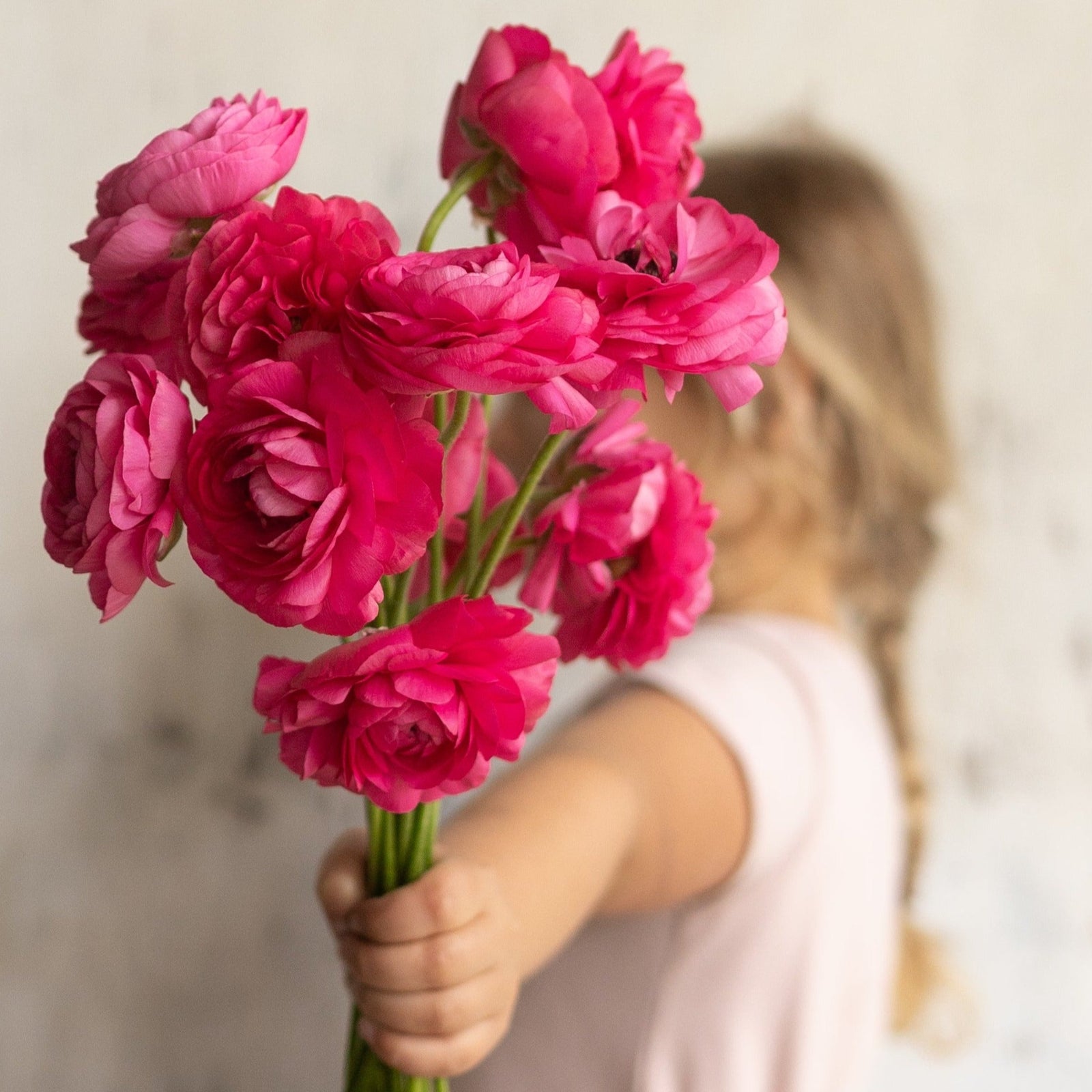 Vibrant ranunculus blooms showcasing the potential beauty of our premium corms for sale.