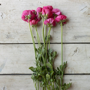 Vibrant ranunculus blooms showcasing the potential beauty of our premium corms for sale.