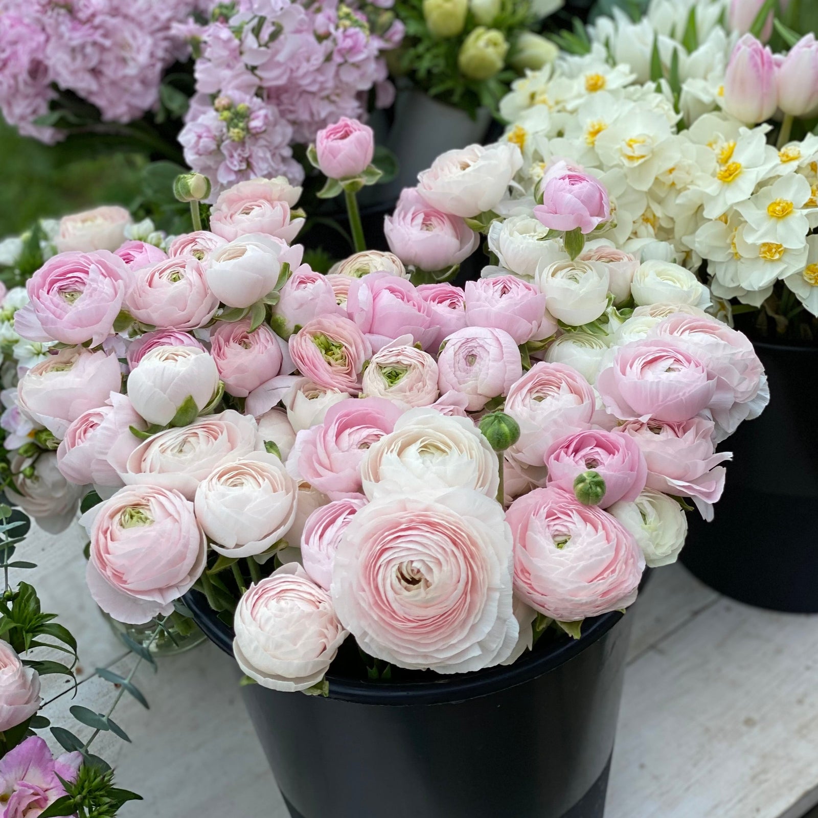 Vibrant ranunculus blooms showcasing the potential beauty of our premium corms for sale.