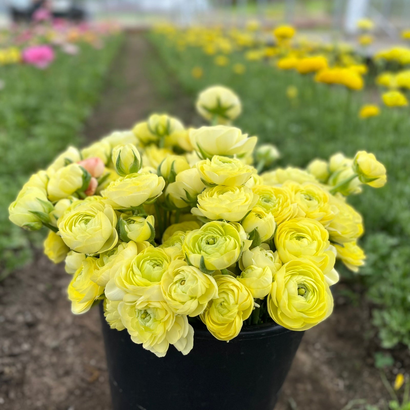 Vibrant ranunculus blooms showcasing the potential beauty of our premium corms for sale.