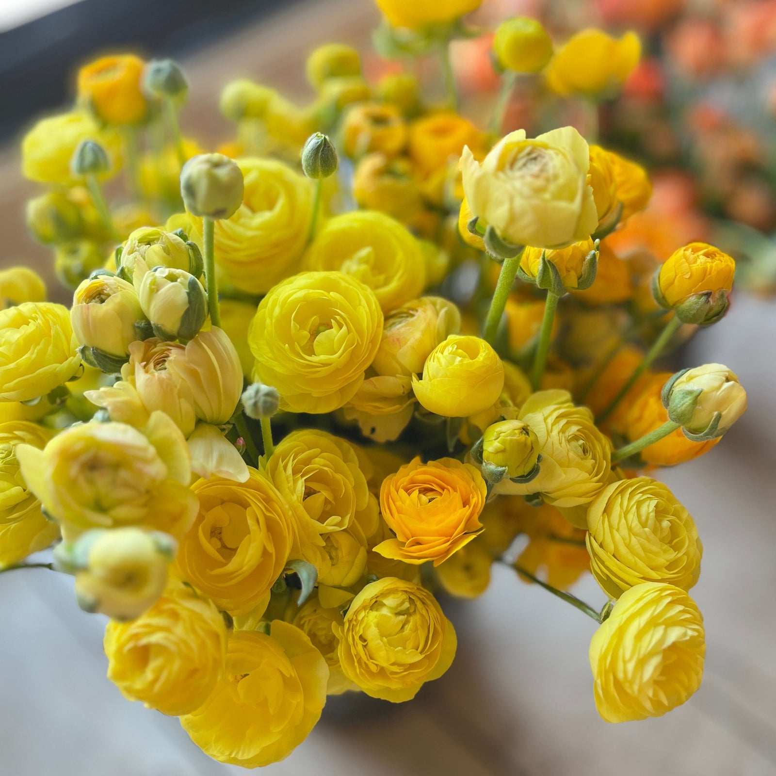Vibrant ranunculus blooms showcasing the potential beauty of our premium corms for sale.