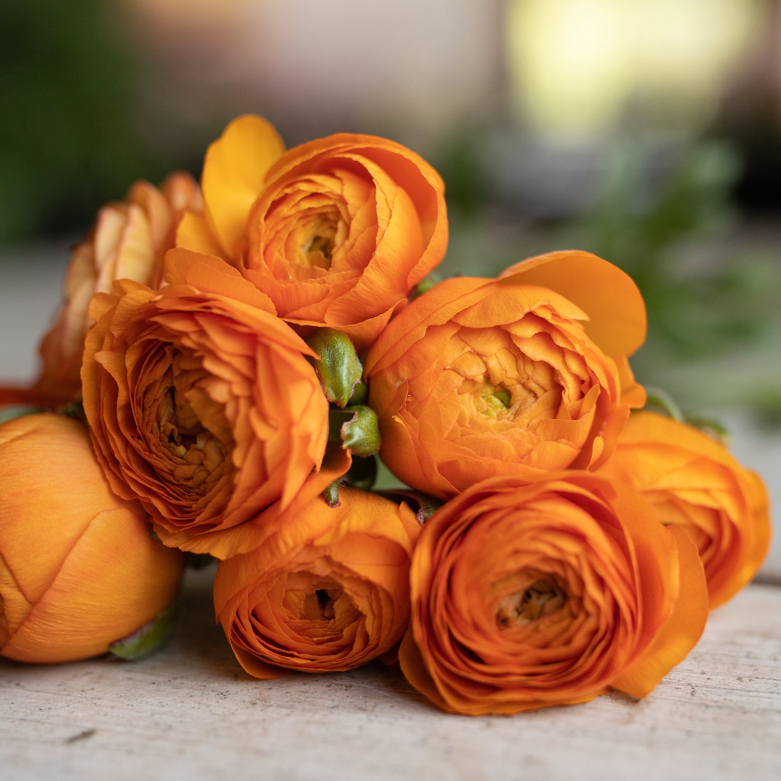 Vibrant ranunculus blooms showcasing the potential beauty of our premium corms for sale.