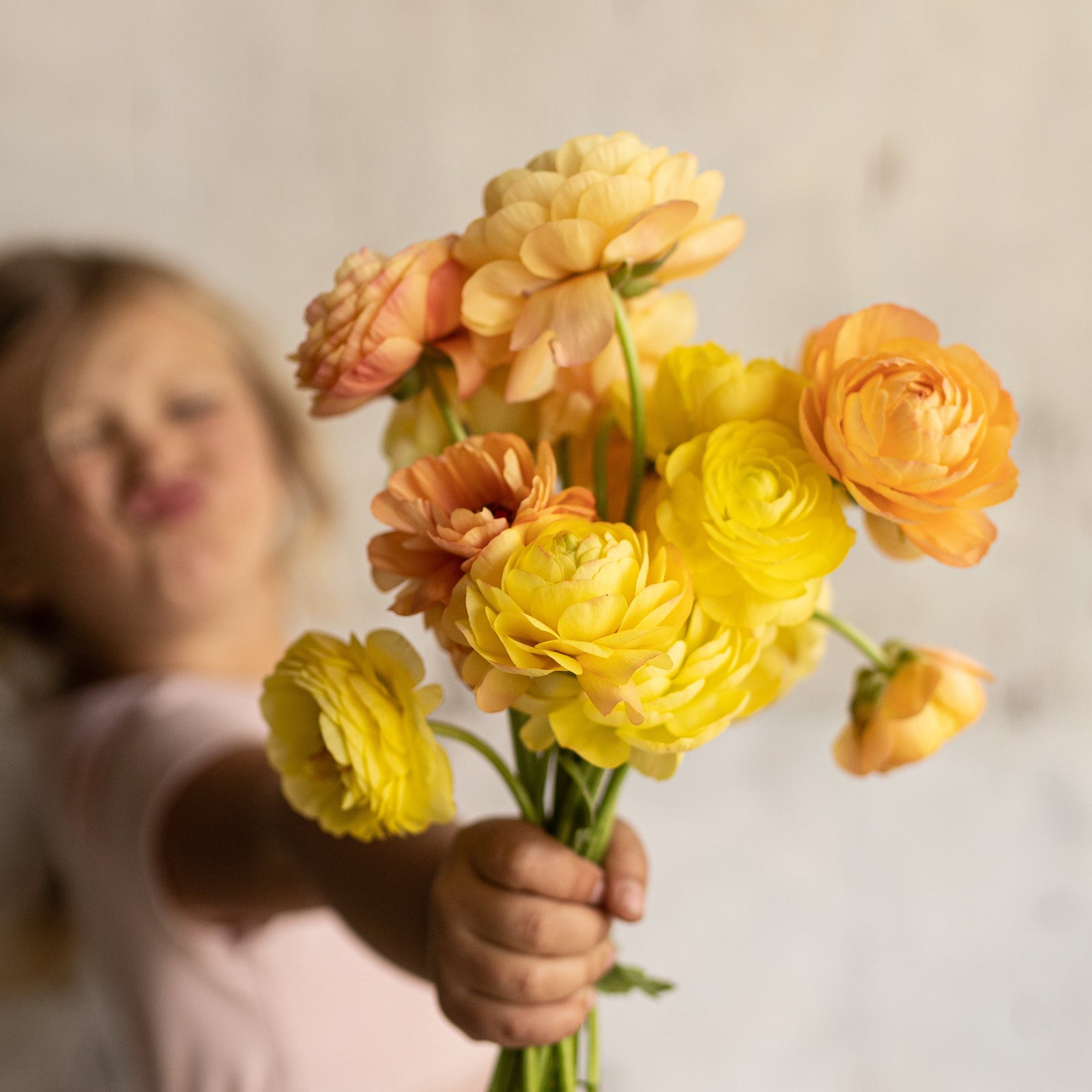 Vibrant ranunculus blooms showcasing the potential beauty of our premium corms for sale.