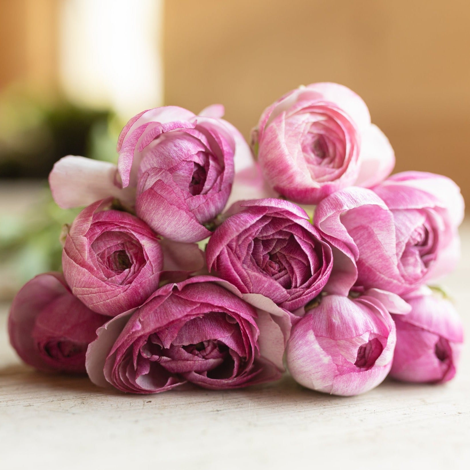 Vibrant ranunculus blooms showcasing the potential beauty of our premium corms for sale.
