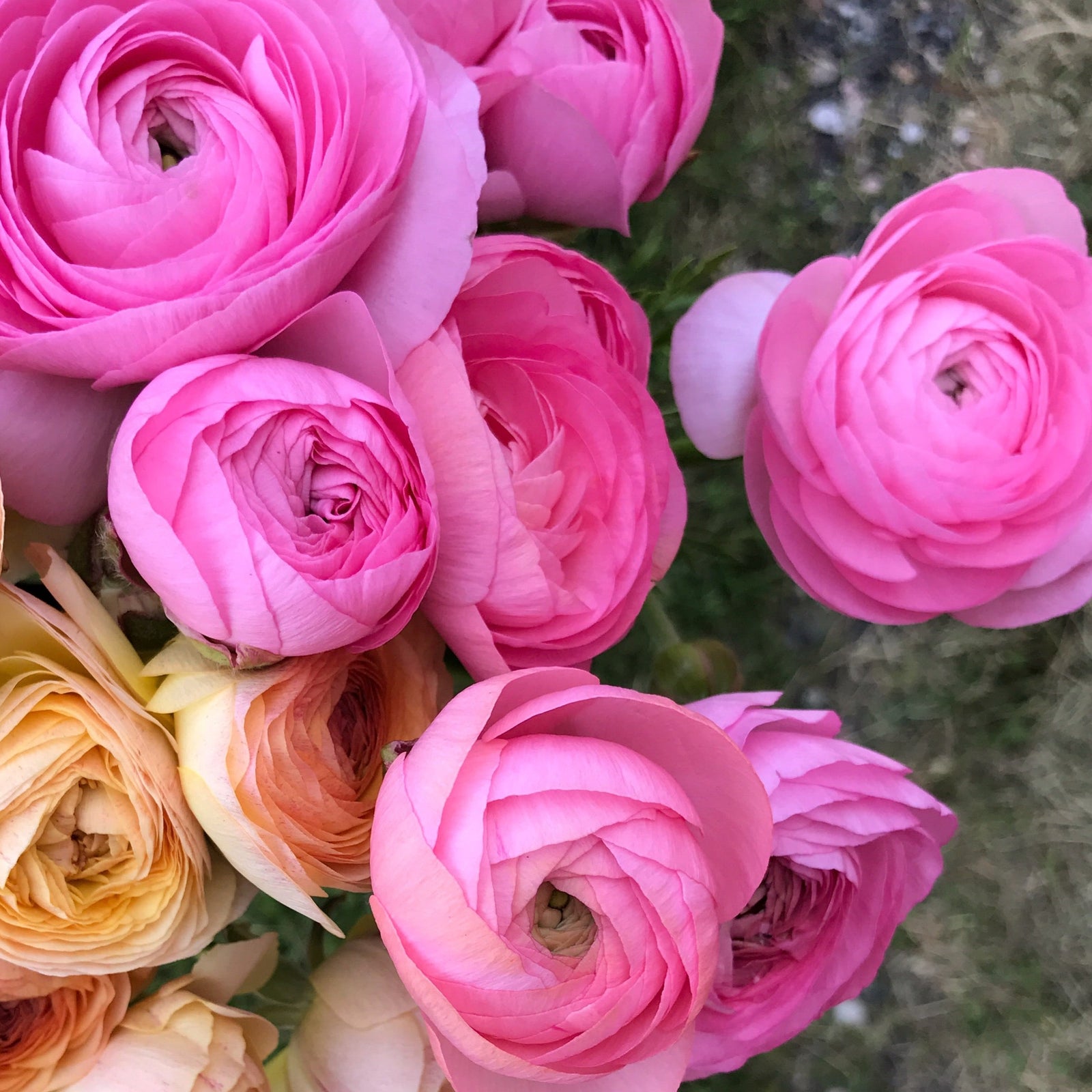 Vibrant ranunculus blooms showcasing the potential beauty of our premium corms for sale.