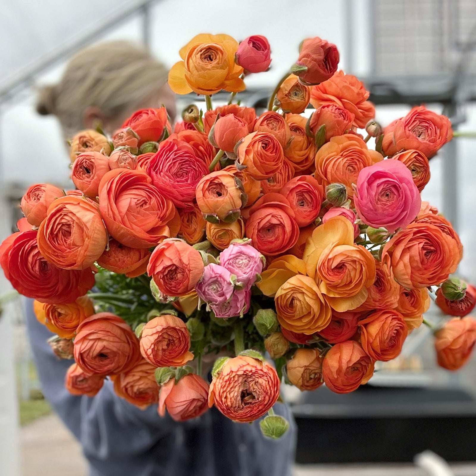 Vibrant ranunculus blooms showcasing the potential beauty of our premium corms for sale.