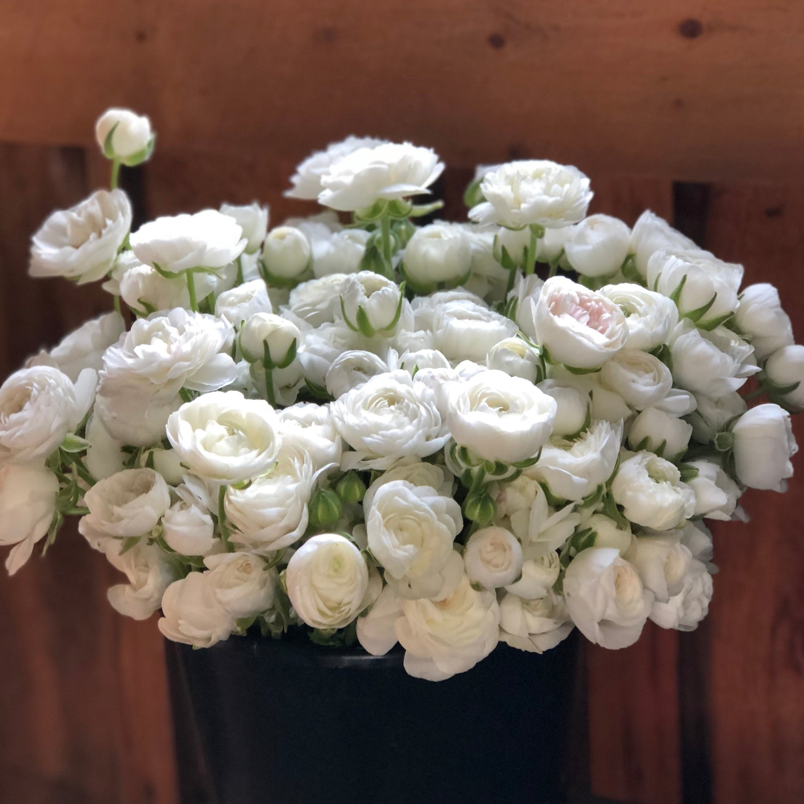 Vibrant ranunculus blooms showcasing the potential beauty of our premium corms for sale