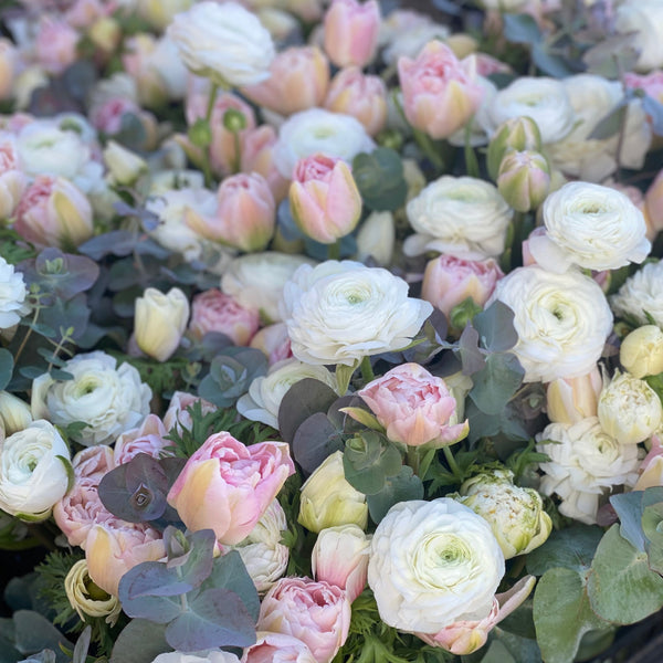 Ranunculus 'LaBelle White' Corms - Rooted Flowers